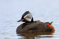 White-tufted grebe (Podiceps rolland rolland), adult with chicks on the back, Pebble Island, Falkland Islands