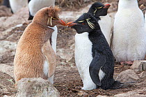 Rockhopper penguin (Eudyptes chrysocome chrysocome), leucistic form Pebble island, Falkland islands