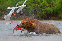 Grizzly bear (Ursus arctos horribilis), catching a female salmon in the river. With roe flying and gulls trying to scavenge the eggs, Katmai National Park and Preserve, Alaska, USA, February.