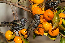 Starling (Sturnus vulgaris), eating fruit of  Japanese Persimmon (Diospyros kaki), Provence, France