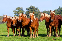 Domestic horse, oComtois breed, group in a field, Haute Saone, France