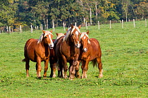 Domestic horse, Comtois breed, group in a field, Haute Saone, France