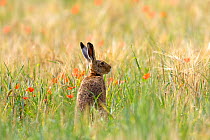 European hare (Lepus europaeus), sitting in the grass, Lot, France