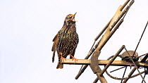 Common starling (Sternus vulgaris) singing, perched on a television aerial, Norfolk, England, UK, February.