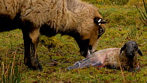 Female Welsh mountain sheep (Ovis aries) eating birth membrane, removing it from lamb, Carmarthenshire, Wales, UK. March.