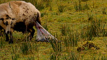 Female Welsh mountain sheep (Ovis aries)  giving birth and removing membrane from lambs face to allow it to breathe, Carmarthenshire, Wales, UK. March.