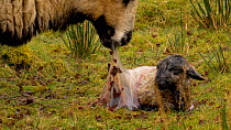 Female Welsh mountain sheep (Ovis aries)  eating birth membrane whilst lamb shakes fluid from nose and ears, Carmarthenshire, Wales, UK. March.