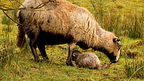 Female Welsh mountain sheep (Ovis aries)  feeding after birth, with lamb resting nearby, Carmarthenshire, Wales, UK. March.
