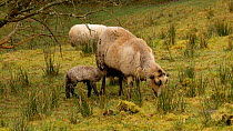 Welsh mountain sheep (Ovis aries) lamb standing 20 minutes after birth, searching for udder, Carmarthenshire, Wales, UK. March.
