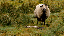 Female Welsh mountain sheep (Ovis aries) looking at dead lamb, Carmarthenshire, Wales, UK. March.