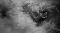 Two male Great crested newts (Triturus crustatus) displaying to two females in a pond, Somerset, England, UK, February.  Filmed at night using infra red light.