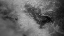 Male Great crested newt (Triturus crustatus) displaying to a female in a pond, with another female swimming past feeding on Water fleas (Daphnia pulex), Somerset, England, UK, February.  Filmed at nig...