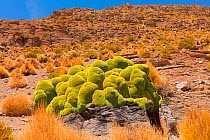 Giant cushion plant (Azorella compacta). Bolivia.