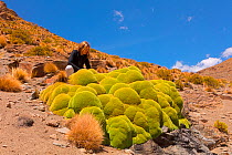 Woman looking at Giant cushion plant (Azorella compacta). Bolivia.