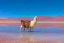 Llama walking in mud at the edge of Laguna Colorada, Bolivia.