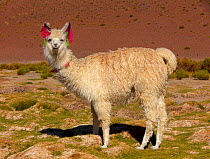 Llama with traditional brightly coloured woollen ear tags. Bolivia. December.