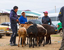 Men with Fat-tailed or Dumba Sheep at Karakol Animal Market. Kyrgyzstan. July 2016.