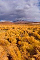 High Altiplano with tussock grass called Paja brava (Festuca orthophylla). Bolivia. December 2016.