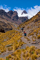 Bolivian woman leading donkeys up a high mountain path. Altiplano, Bolivia, December.
