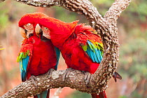 Green-winged macaws (Ara chloropterus) preening each other. Buraco das Araras (Macaws Hole), Mato Grosso do Sul, Brazil, South America.