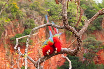 Green-winged Macaws (Ara chloroptera) mating, Brazil. South America.