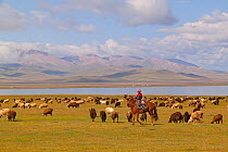 Boy on horseback with sheep by Song Kul Lake, Kyrgyzstan. August 2016.