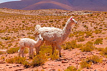 Llama mother and calf, Bolivia. December.