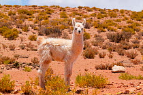 Llama calf on the altiplano, Bolivia, December 2016.
