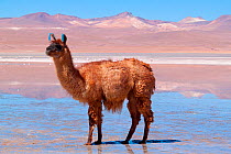 Llama standing in mud at the edge of Laguna Colorada, Bolivia.