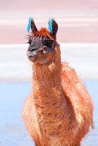 Llama with traditional brightly coloured woollen ear tags.