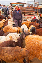 Man with Fat-tailed or Dumba Sheep at Karakol Animal Market. Kyrgyzstan. July 2016.