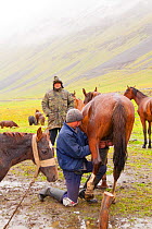 Boy milking a horse in rain, Kyrgyzstan. July 2016.