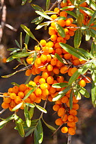 Common sea-buckthorn (Hippophae rhamnoides) berries. Kyrgyzstan.