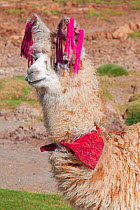 Llama with traditional brightly coloured woollen ear tags.