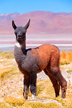 Llama calf with dark fur, Bolivia, December.
