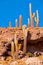 Pasacana Tree Cacti (Echinopsis atacamensis), Salar de Uyuni, Bolivia. December 2016.