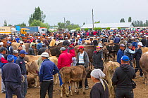 People and cattle at the Karakol Animal Market. Kyrgyzstan, July 2016.