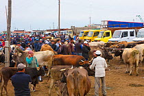 People and cattle at the Karakol Animal Market. Kyrgyzstan. July 2016.