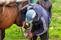Man shoeing a horse at the Karakol Animal Market. Kyrgyzstan, July 2016.