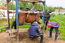 Men shoeing a horse at the Karakol Animal Market. Kyrgyzstan. July 2016.
