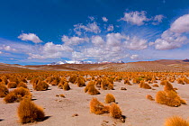 High Altiplano with tussock grass called Paja brava (Festuca orthophylla). Ciudad del Encanto, Bolivia.
