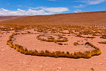 High Altiplano with tussock grass called Paja brava (Festuca orthophylla) showing clonal growth spread. Bolivia. December 2016.