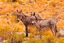 Donkeys with wool tuft ear identity tags. Bolivia, December 2016.