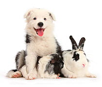 Black-and-white Border Collie bitch pup, age 9 weeks, with Black-and-white Guinea pig and rabbit, Bandit.