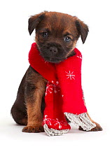 Border Terrier puppy, age 5 weeks, wearing red Christmas scarf.