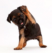 Border Terrier puppy, age 5 weeks, with raised paw.