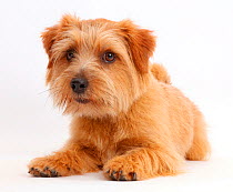 Norfolk Terrier dog, Otto, age 1 year.