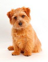 Norfolk Terrier dog, Otto, age 1 year.