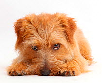 Norfolk Terrier dog, Otto, age 1 year, nose to the floor.
