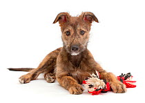 Brindle Lurcher dog puppy lying head up with ragger toy.